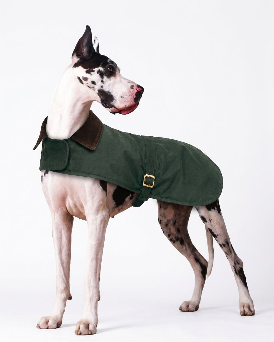 Chaqueta de algodón encerado para perros Drake Verde